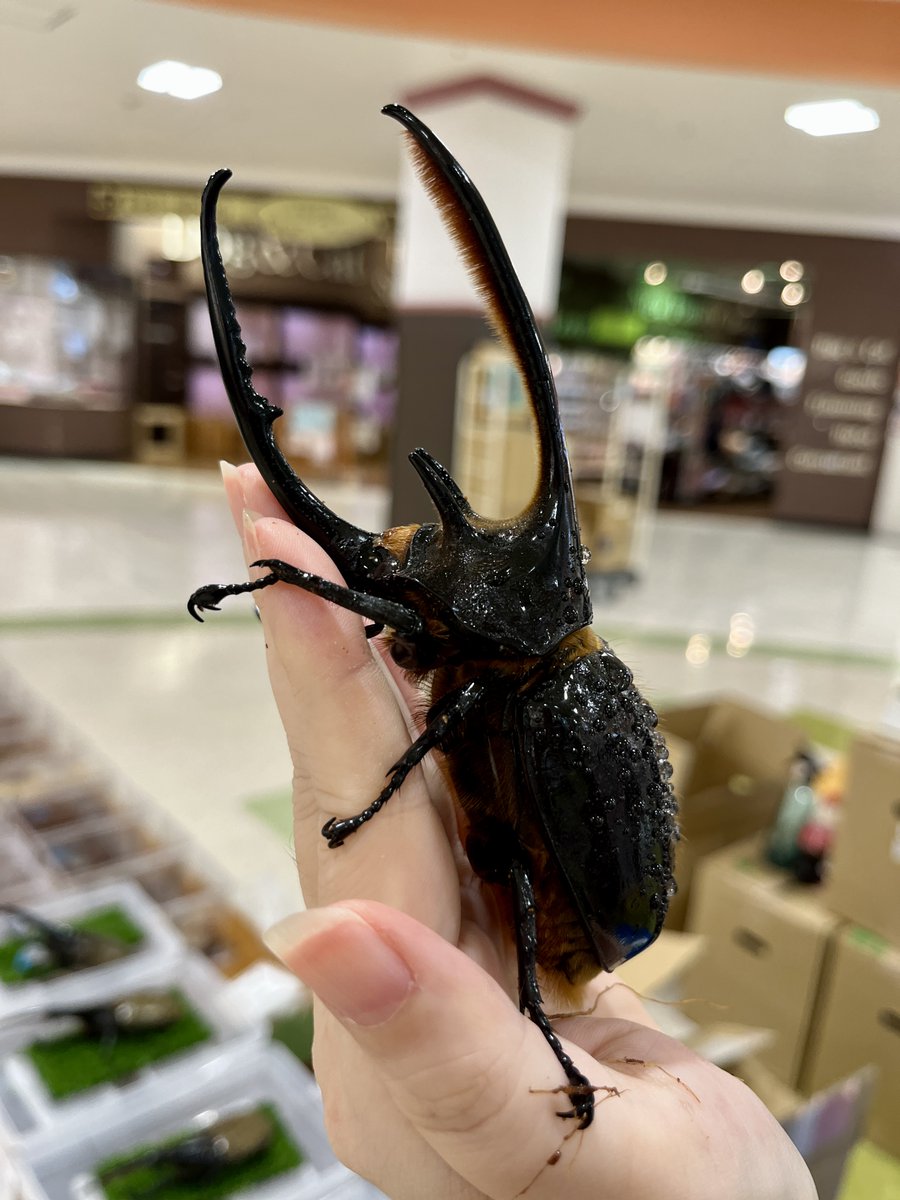 【kazoo♡‼︎】※他の方，購入不可。 このパーカー ほしい どこで買えるんやろ？ 買えるとしても まだ売って