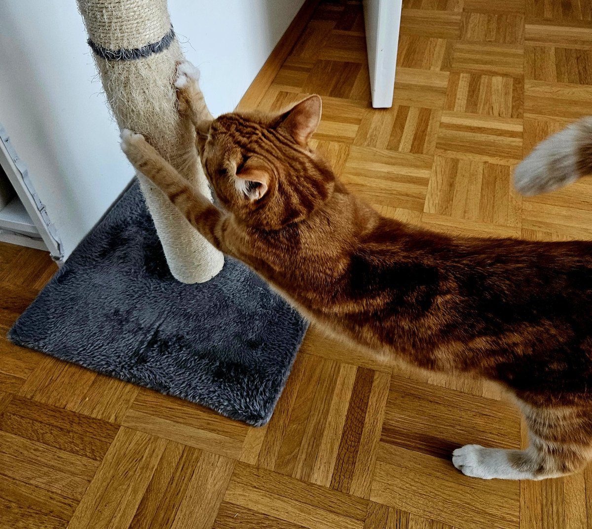 Basti4Life (@basti4life) on Twitter photo Und ja, es geht ihm gut 🐱 Und ja, es geht ihm gut 🐱
