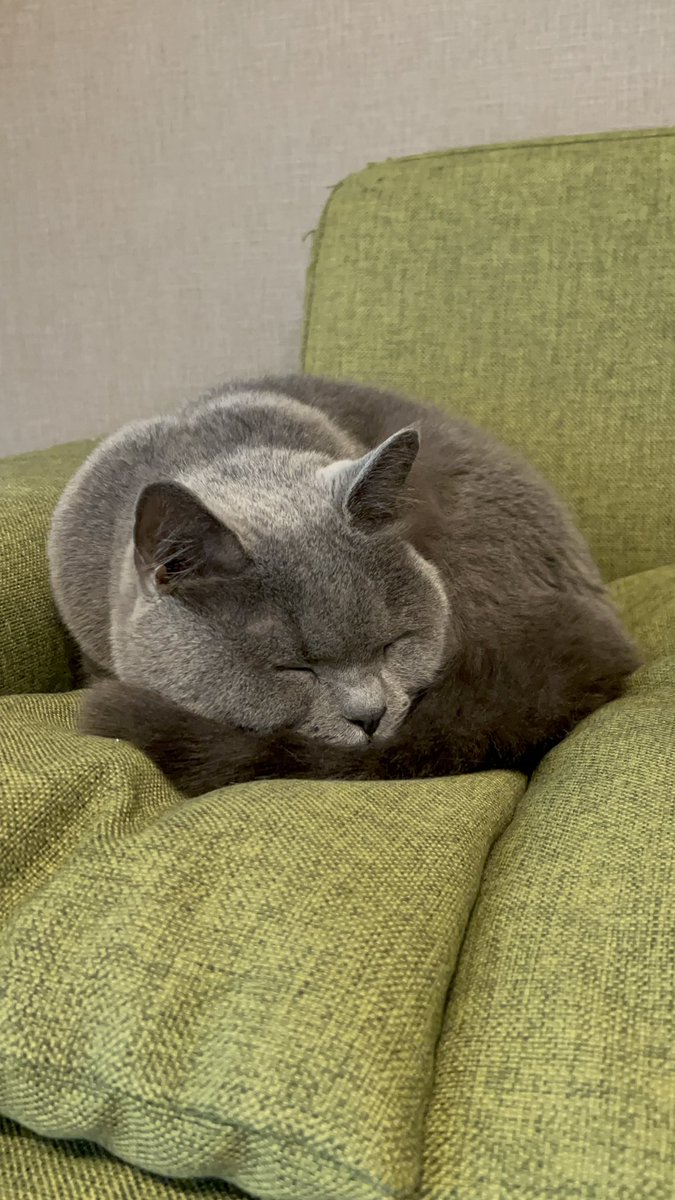 BritishKAMABOKO's tweet photo. 😴

#ブリティッシュショートヘア
#猫のいる暮らし https://t.co/wAFkPTOSVP