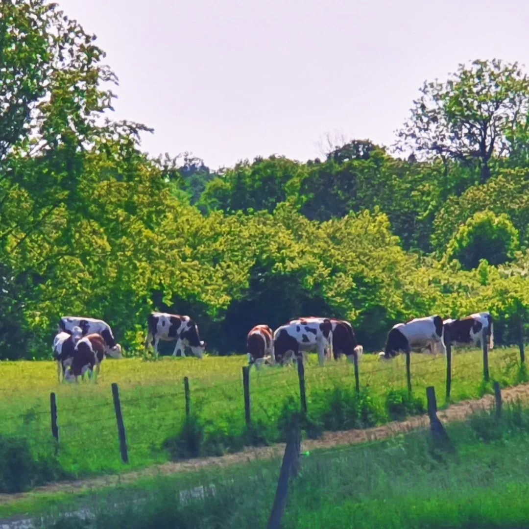 ATerlynck's tweet image. 🧀🍷 Les fruitières vinicoles, les fruitières à Comté du #Jura : des exemples de résilience et d&apos;agilité collective pour répondre aux défis économiques, humains et climatiques. 
🌲 Territoire, coopération, excellence, exigence, dynamique, avenir.
Merci pour l&apos;accueil
#DevAgriLCA