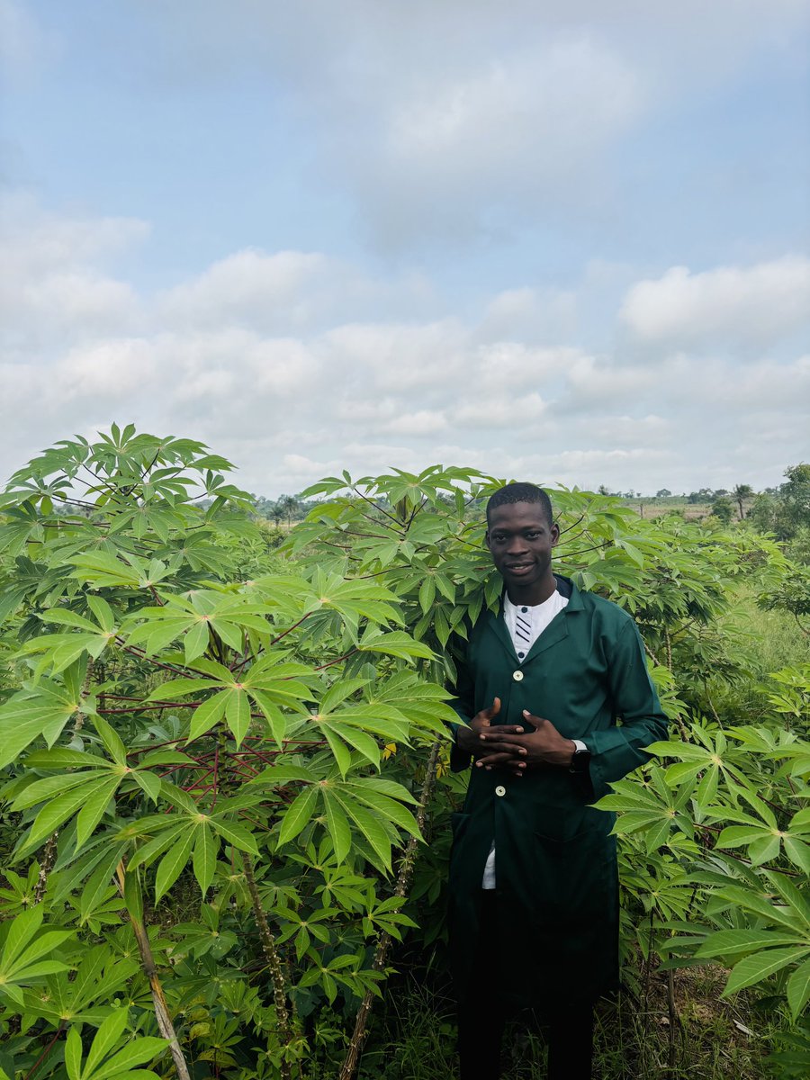 You See A #Cassava Farm 

But I See A Pathway To #Economic Stability And #Food Security 💯⚠️

#farmerkashamadupé 
#agriculture 
#agronomy 
#foodsecurity 
#happyweekend