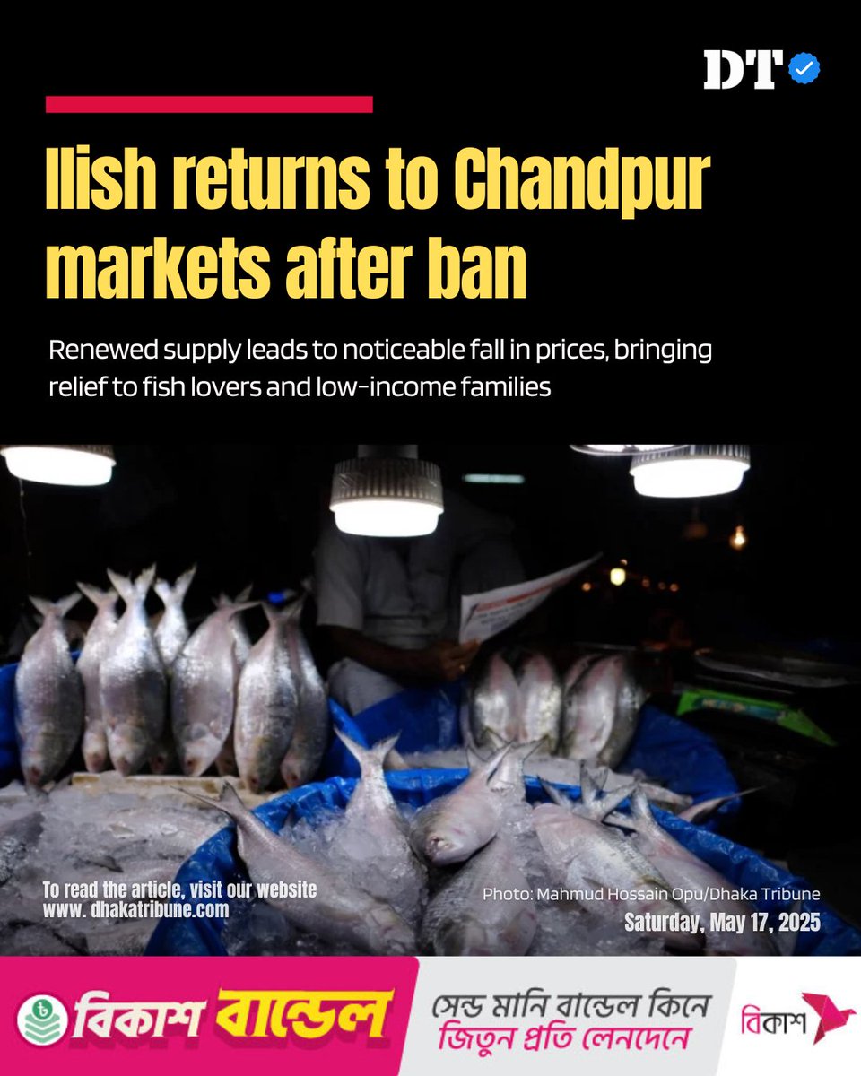 DhakaTribune's tweet photo. After a two-month ban that kept nets dry and hopes high, ilish has returned to Chandpur’s markets, rekindling excitement among fishermen and food lovers alike.
Details: https://t.co/S8I0KIJKCp
#Ilish #ChandpurMarket #FisheriesBangladesh #FishPriceDrop #PadmaIlish #DhakaTribune https://t.co/rnFpJ5C2Uv