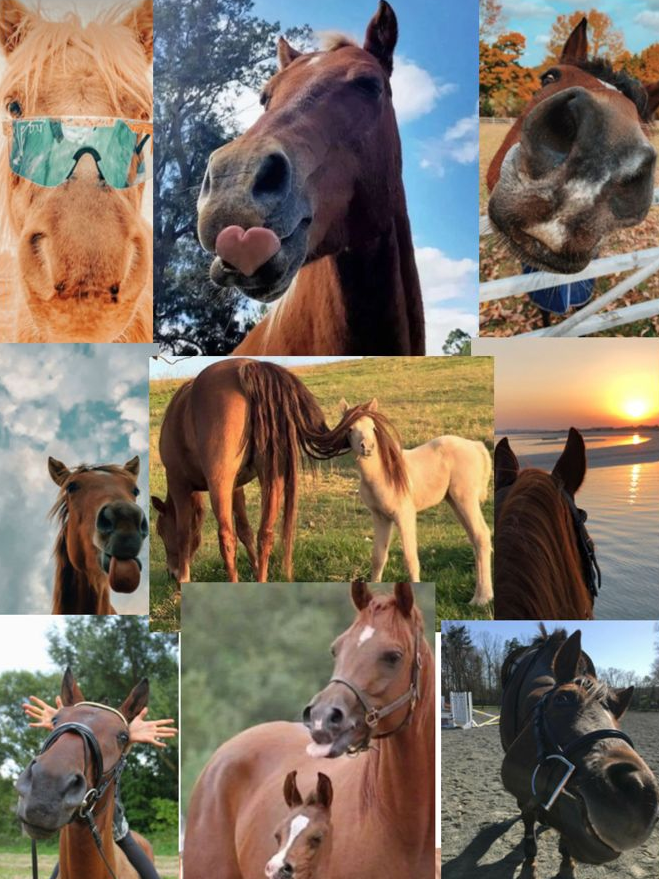 KrisstyRT's tweet photo. 5️⃣ Horses have more facial expressions than dogs — up to 17 distinct expressions!😮😃😠😑
#DidYouKnow #Animals https://t.co/NlDNpM7pfX