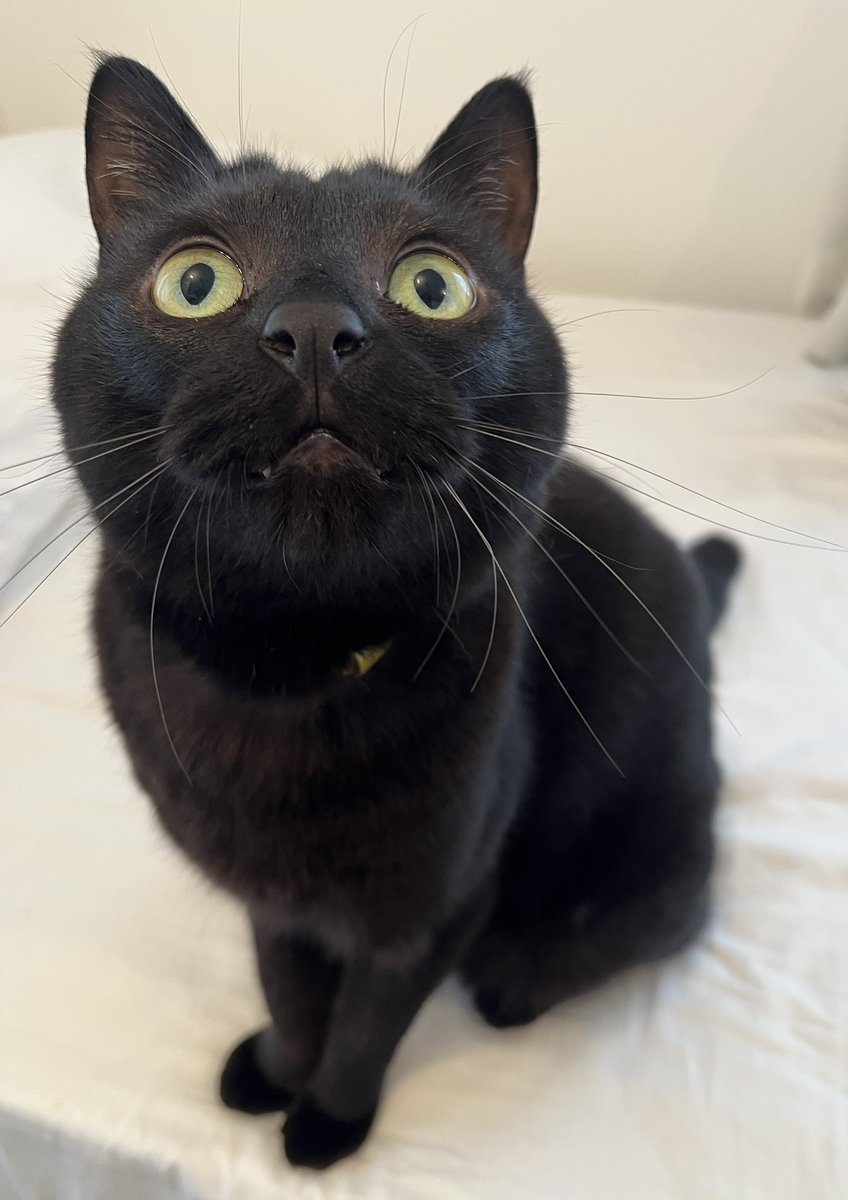 ◉ω◉ https://t.co/6Xmw6s7Mpe