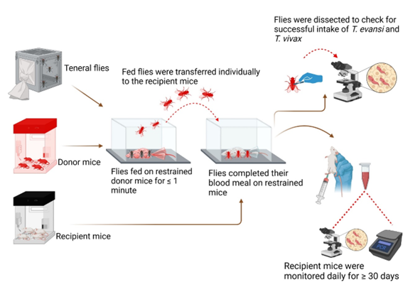 Merid Negash Getahun tweet media