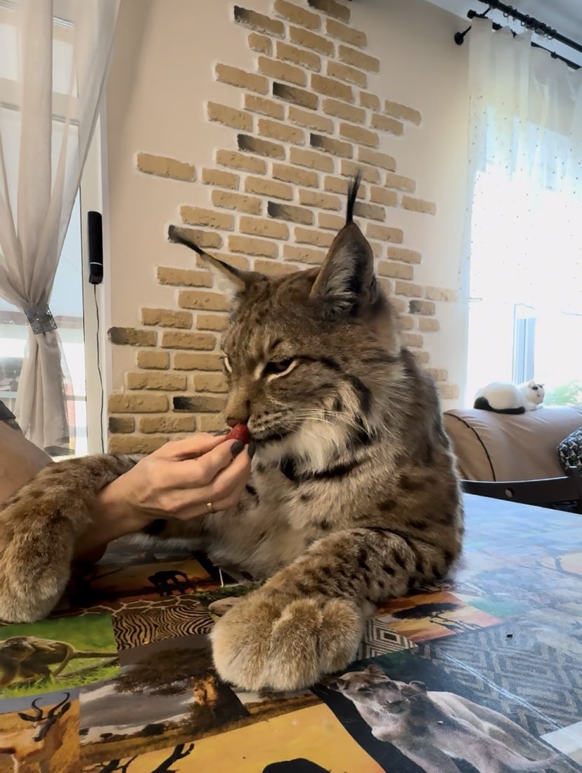 Илья Смолин tweet media