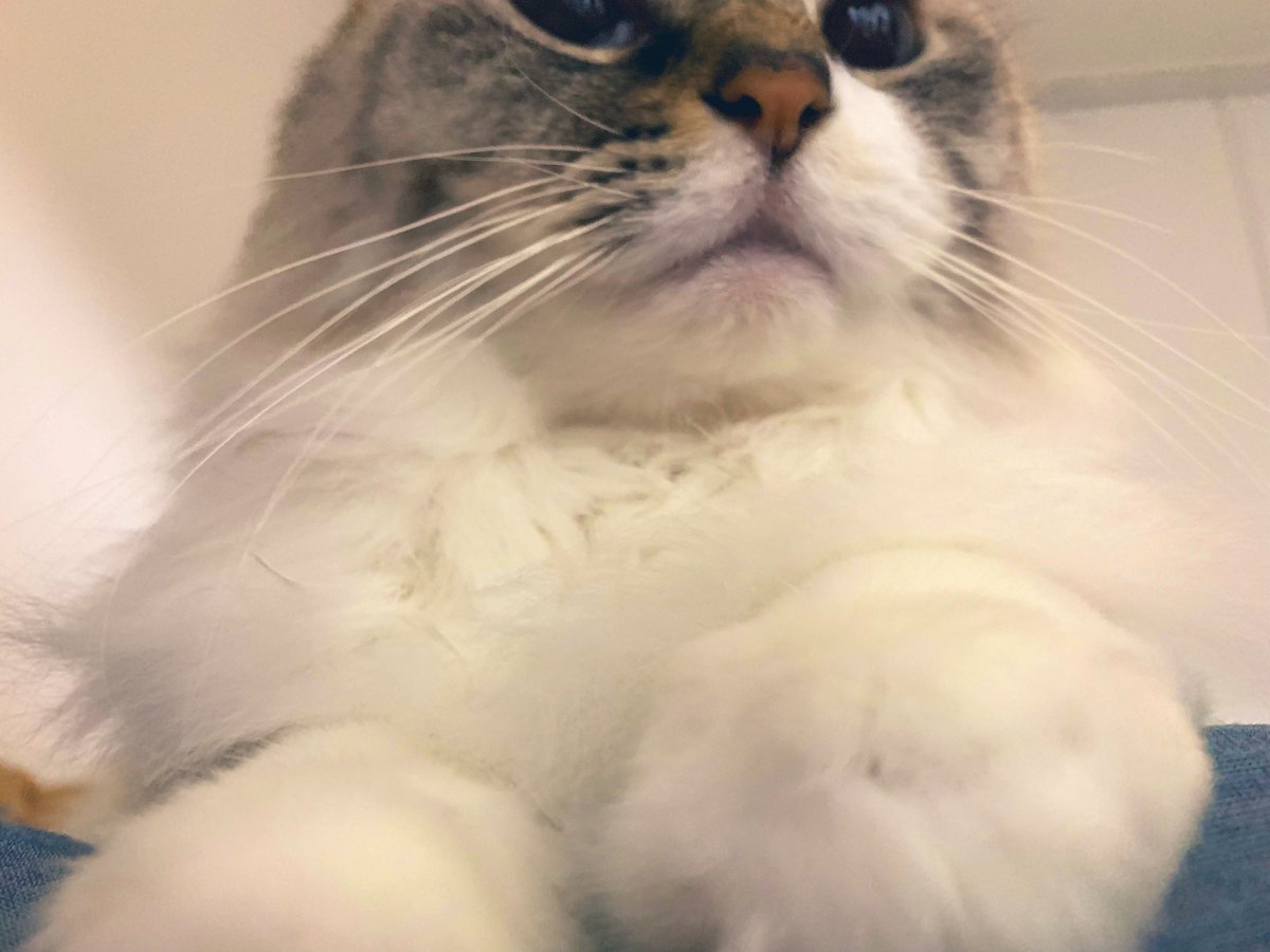 faacocat's tweet photo. ふわふわパンチ https://t.co/p68roJAxHW