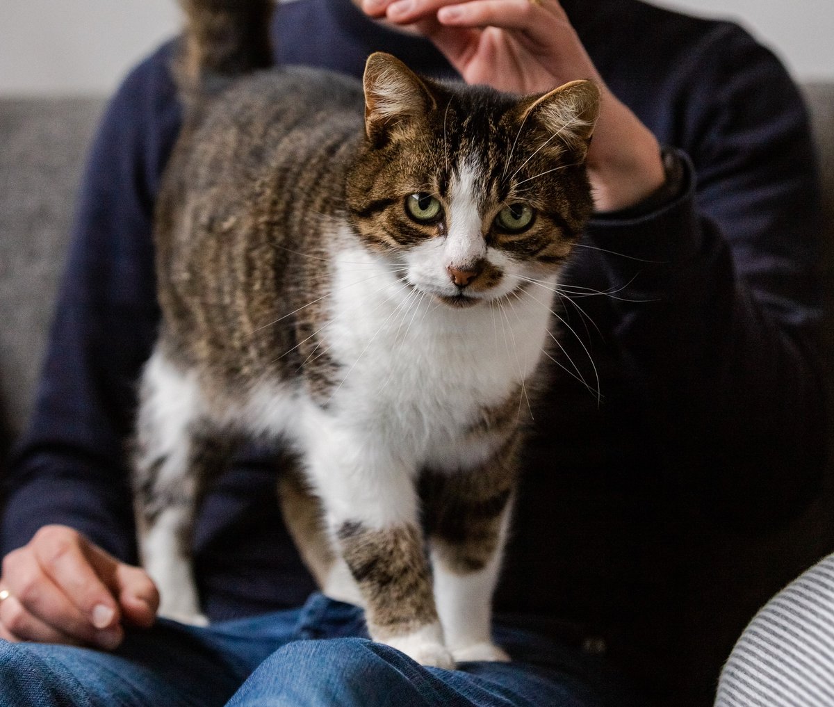 GoudenMandKat's tweet image. Helaas is er geen enkele interesse in lieve Tommy (13 jaar).
goudenmandkat.nl/product/tommy/
E-mail: goudenmandkat@gmail.com
Locatie: Breda, Nederland
#kat #katten