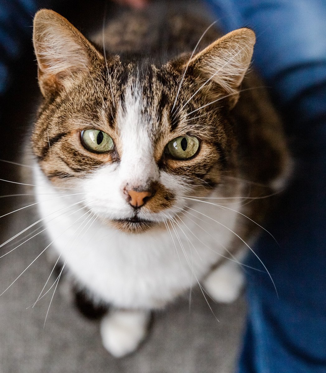 GoudenMandKat's tweet image. Helaas is er geen enkele interesse in lieve Tommy (13 jaar).
goudenmandkat.nl/product/tommy/
E-mail: goudenmandkat@gmail.com
Locatie: Breda, Nederland
#kat #katten