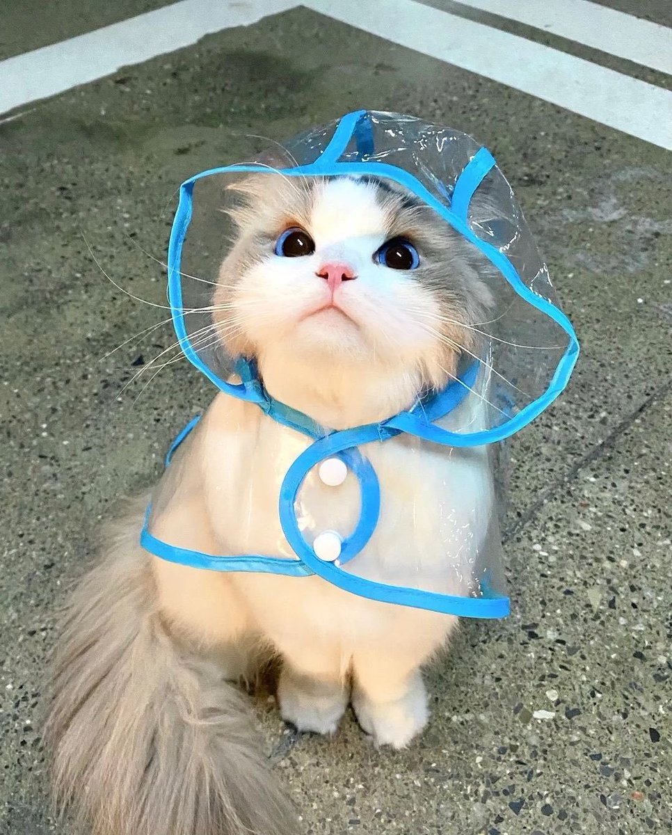 The Cats 𝕏 (@thecatsx) on Twitter photo 