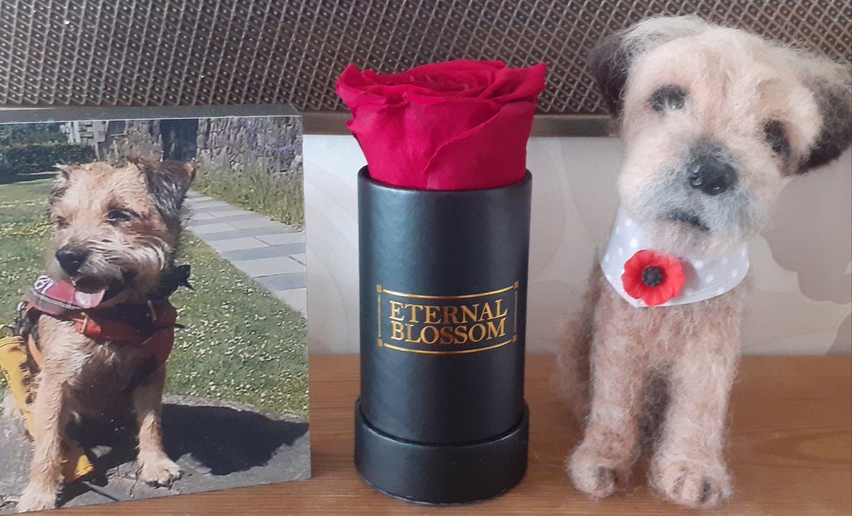 Rubyscout2's tweet image. 3 years since Ruby went 🌈 mum misses her best friend so much 😢💔🌈 #btposse #itdoesntgeteasier #womensbestfriend #neverforgotten  #leakyeyes