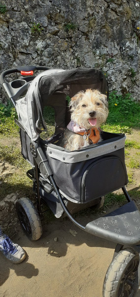 Rubyscout2's tweet image. 3 years since Ruby went 🌈 mum misses her best friend so much 😢💔🌈 #btposse #itdoesntgeteasier #womensbestfriend #neverforgotten  #leakyeyes