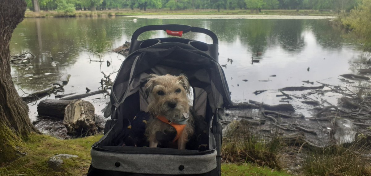 Rubyscout2's tweet image. 3 years since Ruby went 🌈 mum misses her best friend so much 😢💔🌈 #btposse #itdoesntgeteasier #womensbestfriend #neverforgotten  #leakyeyes