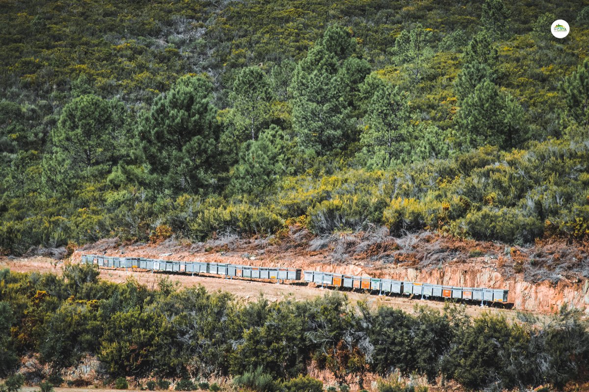 Es primavera en la Sierra de Gata… y las abejas lo saben.
Mientras el paisaje florece, ellas trabajan sin descanso recolectando lo mejor de la naturaleza.

#SierraDeGata #ParqueCulturalSierraDeGata #MielDeLaSierra #PrimaveraNatural #ExtremaduraAuténtica #SaboresConIdentidad
