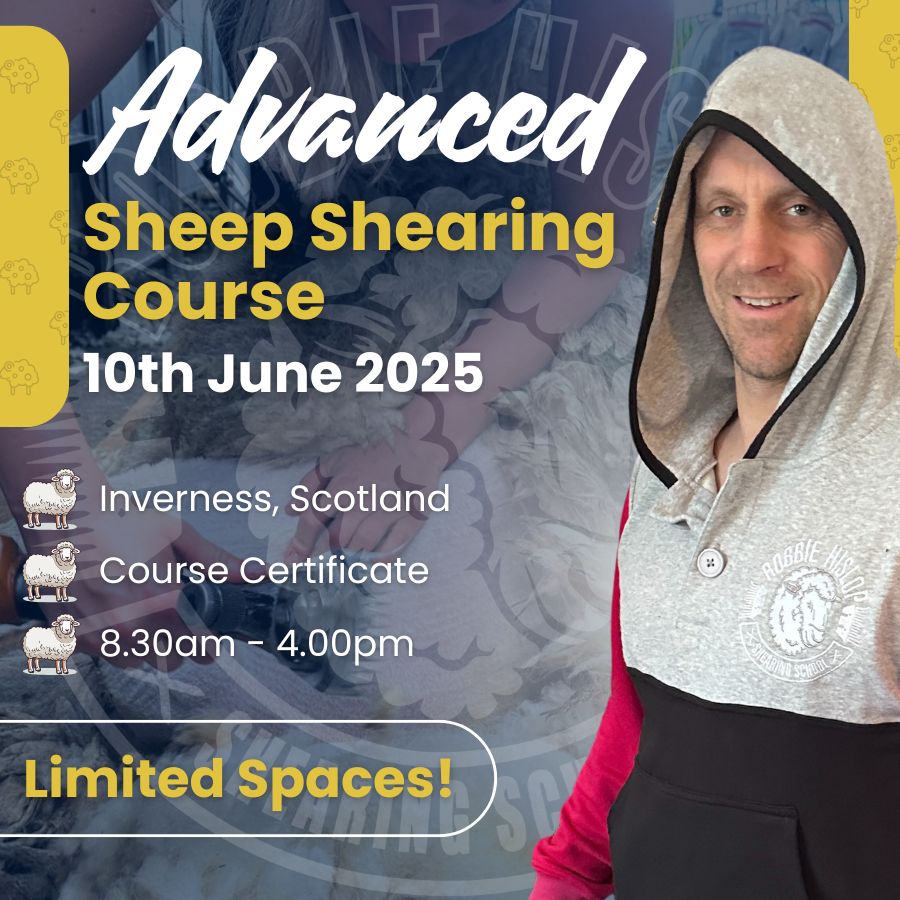 SHEARINGSCHOOL's tweet image. Advanced shearing course, 10th June – Inverness. One solid day to boost your speed &amp;amp; technique with Robbie. 4 spots left.

👇
shearingschool.co.uk/product/1-day-… 

#SheepShearingCourse #RobbieHislop #ScotlandShearing