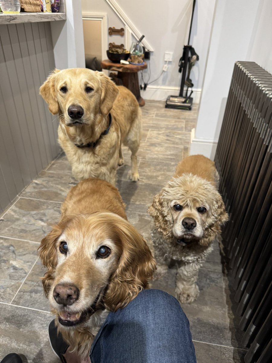 SpanielsSuper's tweet image. #TabletQueue