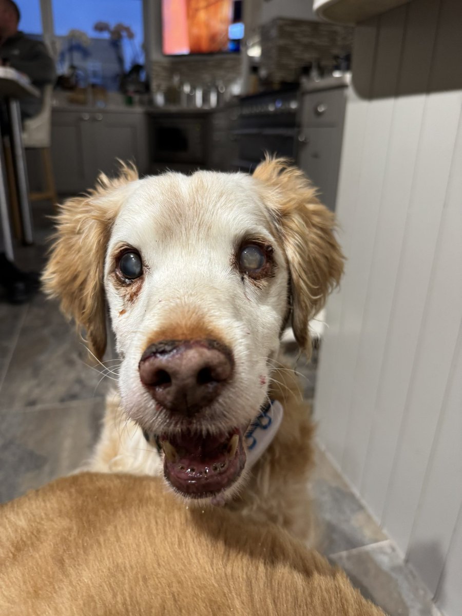 SpanielsSuper's tweet image. #TabletQueue