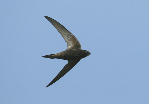 Vencejos, aviones y golondrinas ya están aquí 🌍
🐣Proteger sus nidos en fachadas, aleros o balcones es una obligación
⚠️Su destrucción puede será sancionada
#SOSNidos #Biodiversidad urbana
seo.org/golondrinas-av…