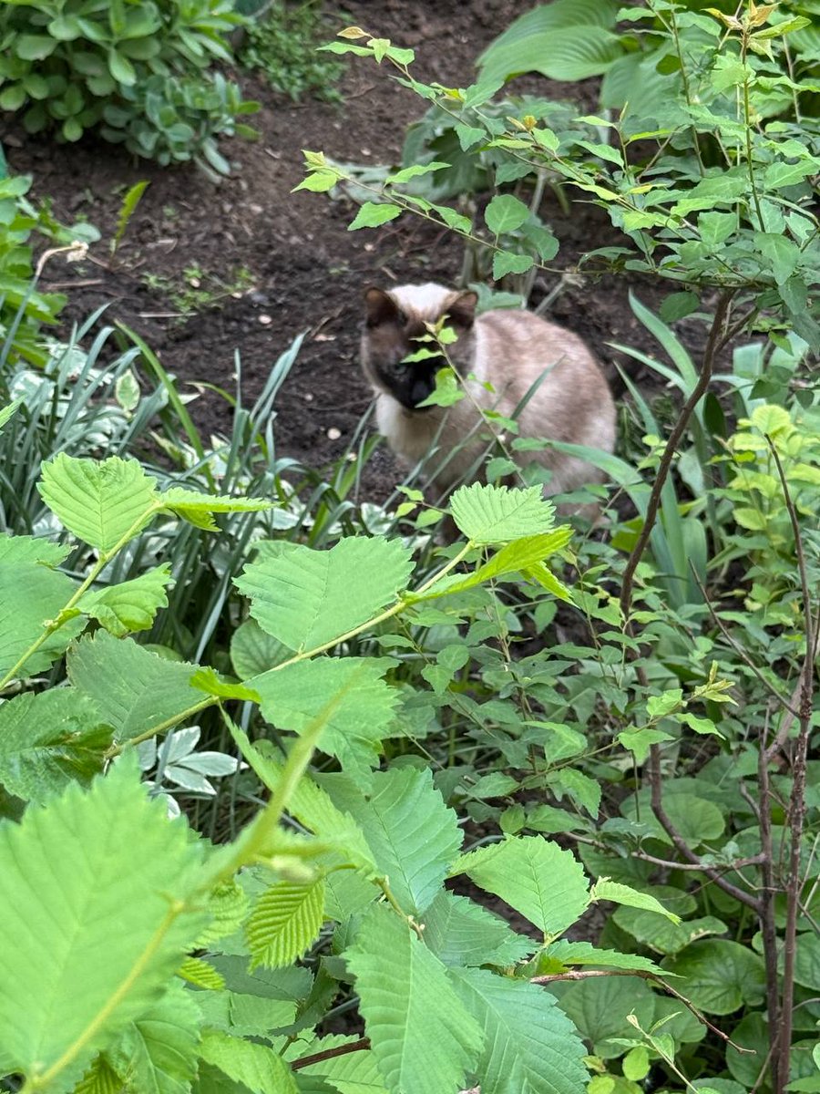 Пополнение в наших хвостатых рядах! Ищем дом этой крошке. Лулу, возраст 8-10 месяцев, здорова, обследована. Москва и МО. Если готовы забрать, отмечайтесь в комментариях, сообщения глючат((