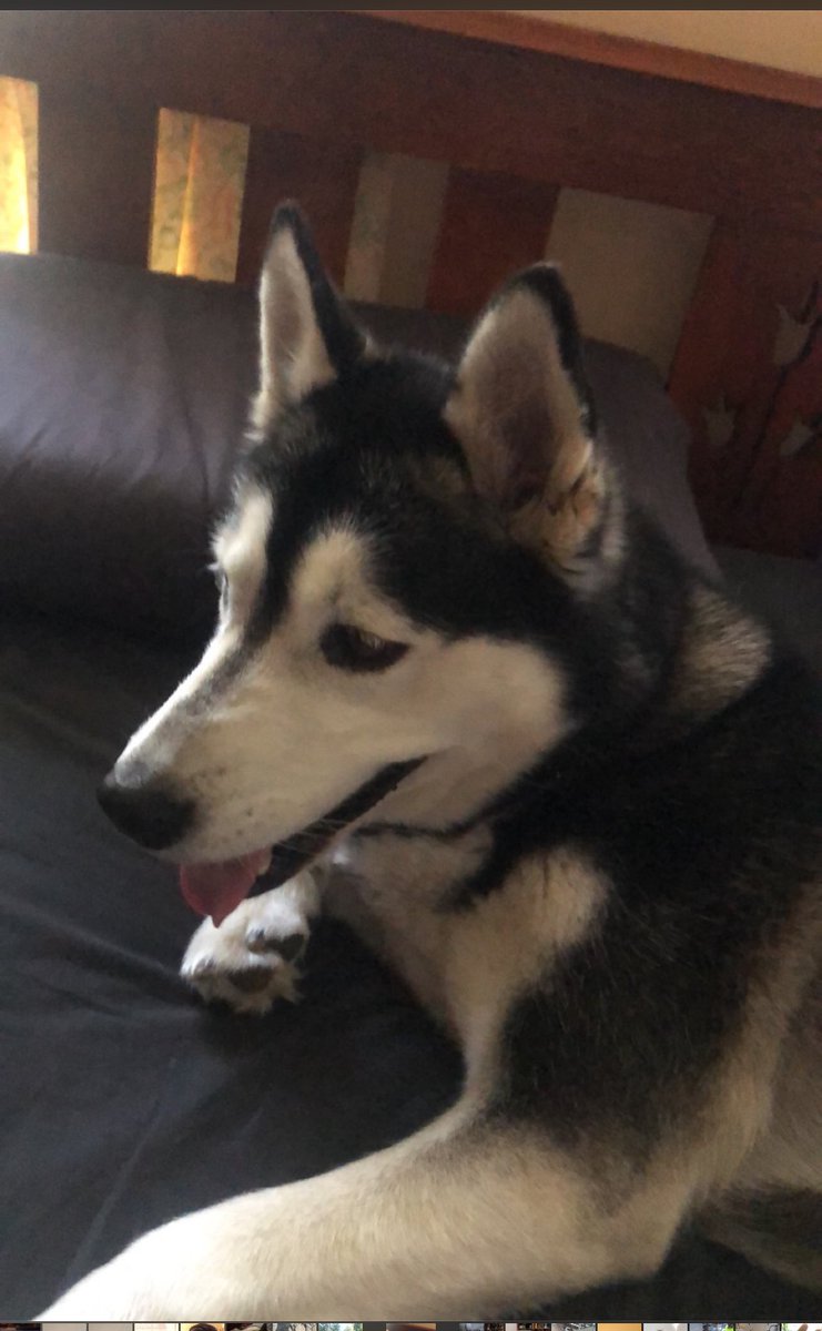 Today mum informed me that she had make a devastating decision and put down our dog who had fallen extremely sick.
I got Sheeba for my mum and sisters back in 2016 and she became a beloved member of our family who would never leave my mum’s side. It’s sad to hear her go