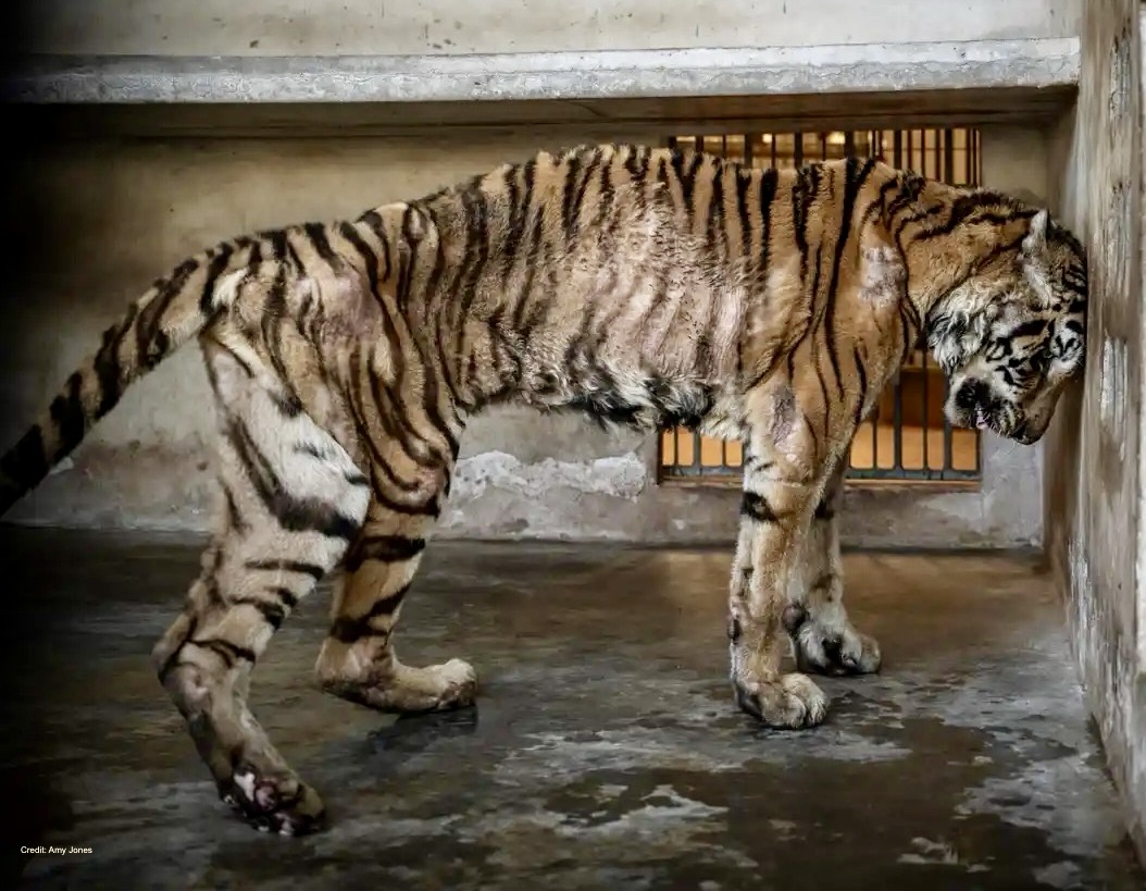 #Tigers 

Twenty years of unimaginable hell.

A tiger in her concrete prison on a tiger farm in Thailand. 

Abused as a breeding machine to provide cubs for tiger tourism &amp; illegal trade in tiger body parts.

This is where those tiger cubs tourists delight in petting come from.