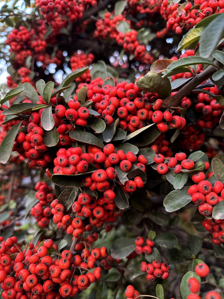 Merrylands tweet media