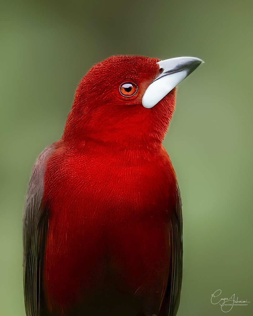 MbarkCherguia's tweet image. Silver beaked tanager…..unmistakable tanager with amazing color and beak ❤️❤️❤️🇨🇴🇨🇴🇨🇴🇨🇴🤍🤍🤍🤍
📷 cjehaimi (Instagram) ©️
#birds
#nature
#wildlife
#saturdaymorning