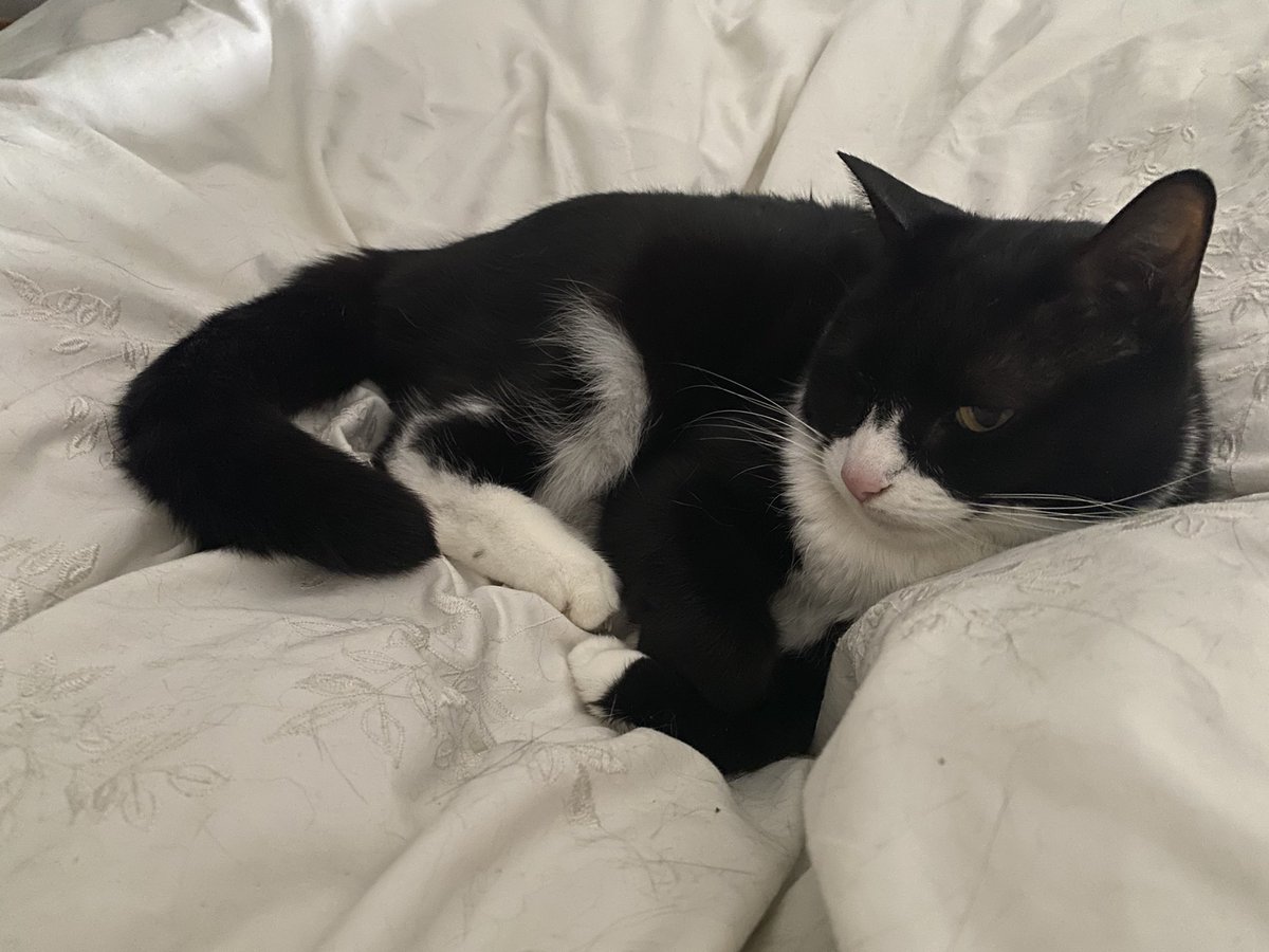 We have started #Caturday at 7 am thanks to Benjamin waking human up 😂😂 we are still lazy, in bed with Lucky😻 I hope you are having a good day pals ❤️