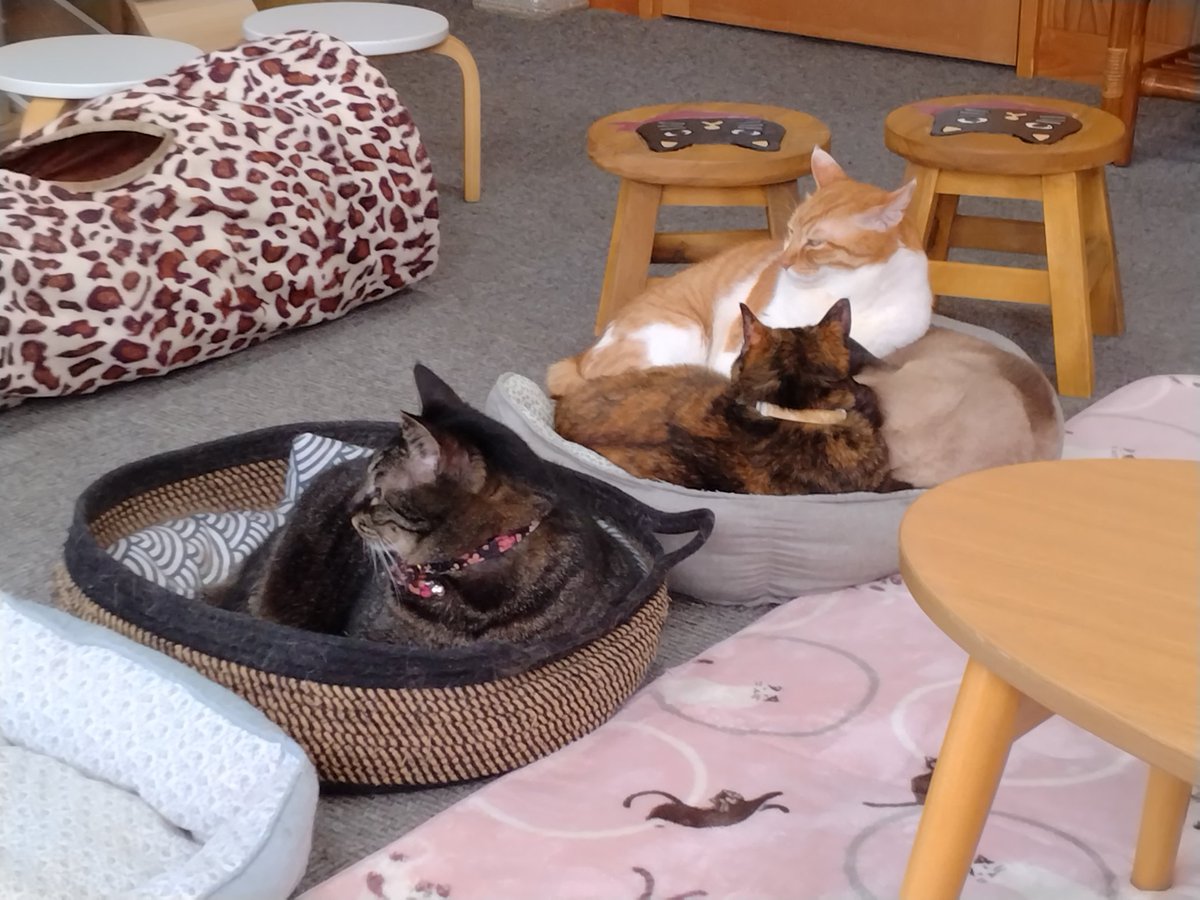 minamijujiza's tweet image. 會津めごねこに行って来た。
新入りの #こぼし くん、猫じゃらしにめっちゃ反応してくれてた。
#会津若松市
#會津めごねこ
#猫カフェ
#猫
#猫のいる暮らし𓏲𓎨
#猫好きさんと繋がりたい