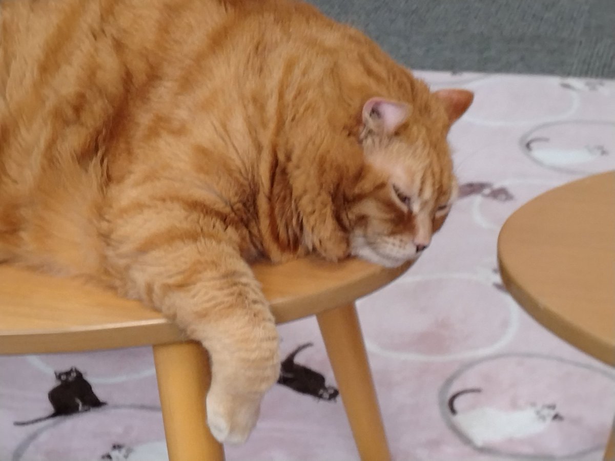 minamijujiza's tweet image. 會津めごねこに行って来た。
新入りの #こぼし くん、猫じゃらしにめっちゃ反応してくれてた。
#会津若松市
#會津めごねこ
#猫カフェ
#猫
#猫のいる暮らし𓏲𓎨
#猫好きさんと繋がりたい