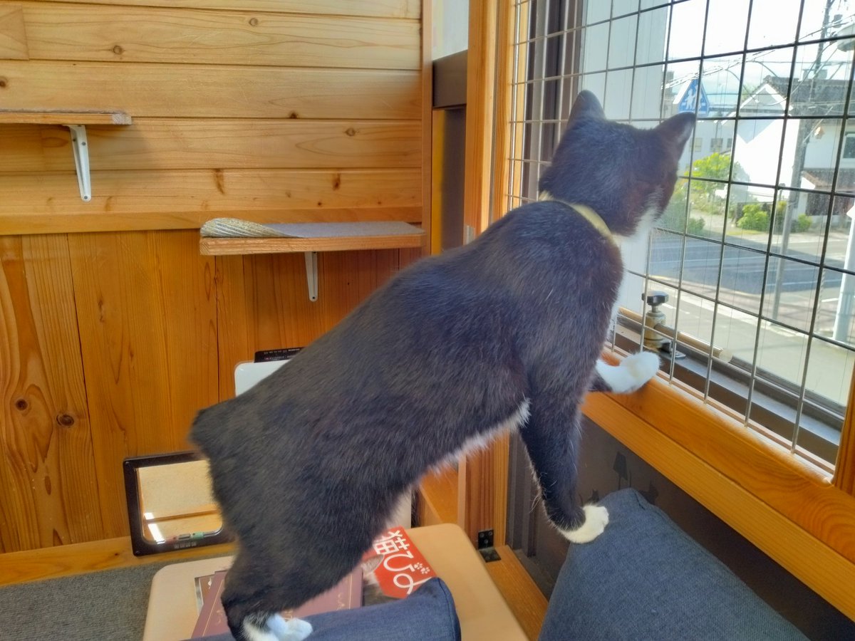 minamijujiza's tweet image. 會津めごねこに行って来た。
新入りの #こぼし くん、猫じゃらしにめっちゃ反応してくれてた。
#会津若松市
#會津めごねこ
#猫カフェ
#猫
#猫のいる暮らし𓏲𓎨
#猫好きさんと繋がりたい