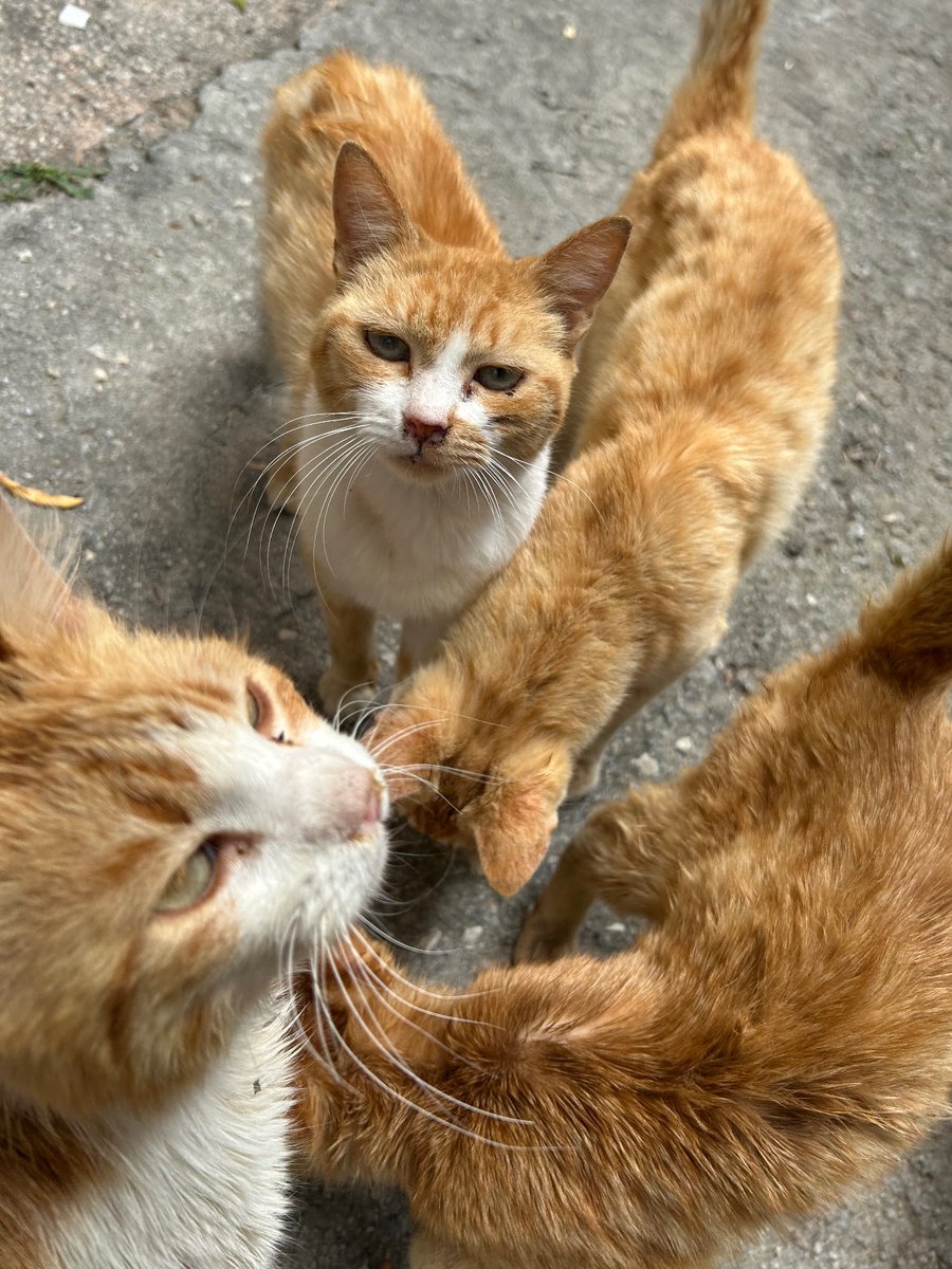 TravellingCats tweet picture