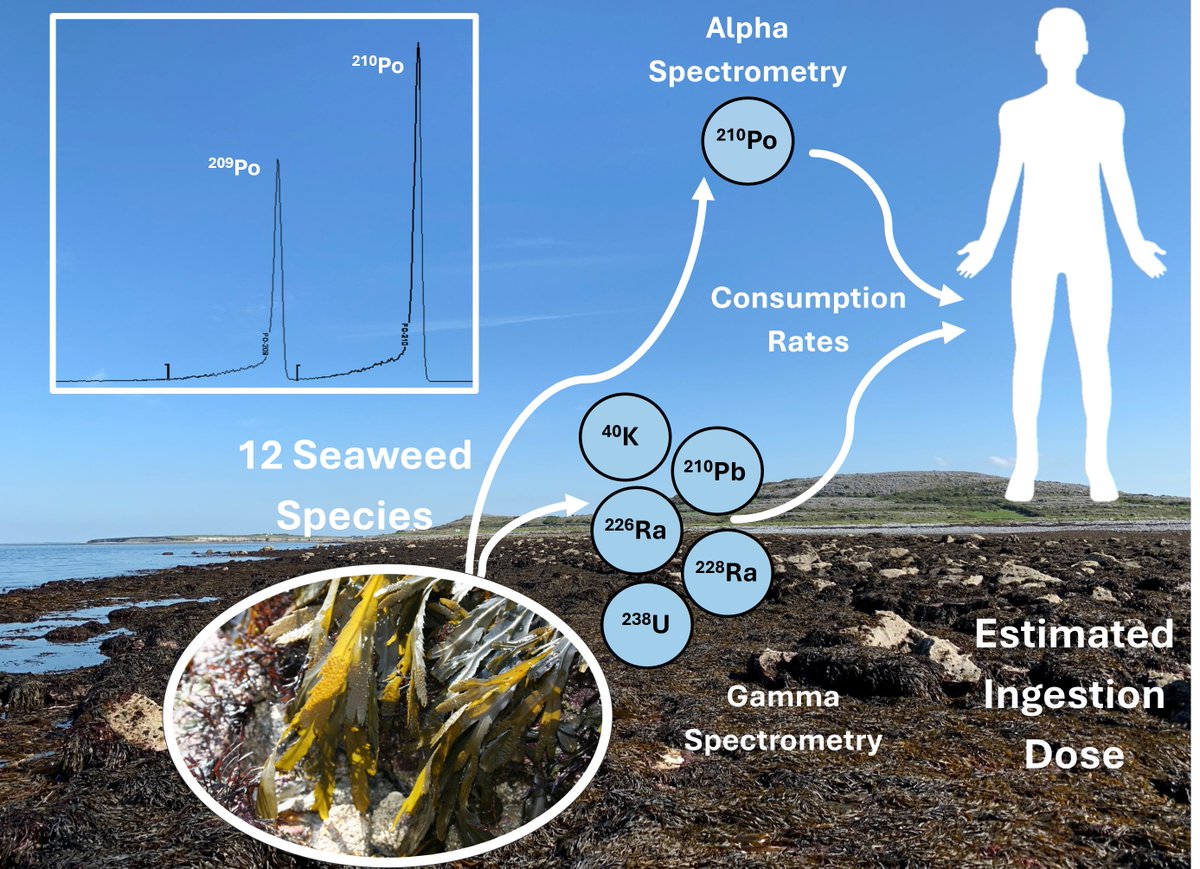 Our first paper, "Dosimetric implications of human ingestion of the natural radionuclide polonium-210 from commercially important and edible seaweeds", has just been published on results from 12 seaweed species and found no risk from seaweed consumption.

doi.org/10.1016/j.marp…