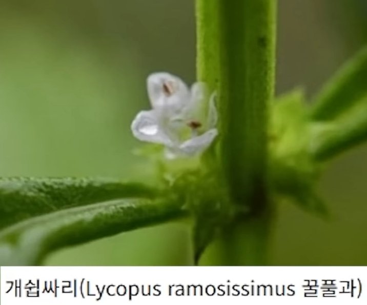 싫어하는 사람에게 선물하면 좋은 식물.