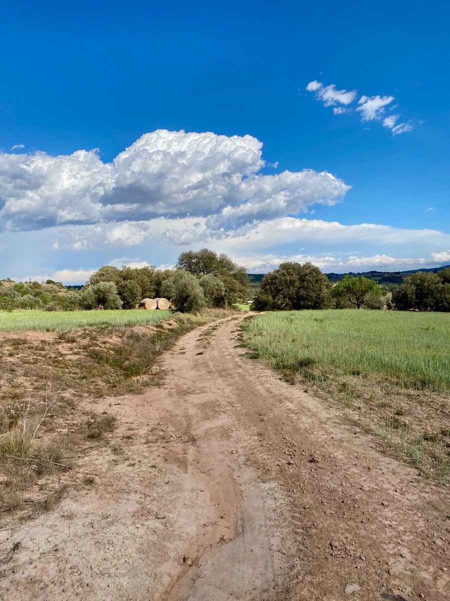 Aquí no hi ha catifes vermelles. Hi ha camins de terra, pedres que cruixen, i una alzina que ens abraça.

La cultura... de vegades ve amb la llum del capvespre i notes que t’arriben d'entre les branques d'una alzina.

12/7/24
<a href="/ManuGuix/">Manu Guix</a> 
vesprades.cat

#jovesprejo i tu?