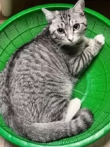 고냥이의 죽부인.