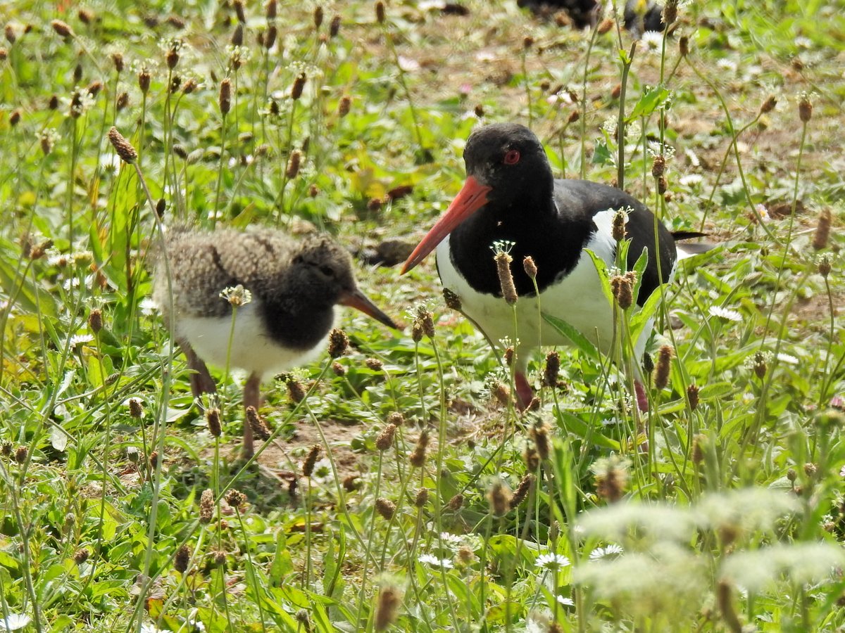 Peter Coslett. tweet media