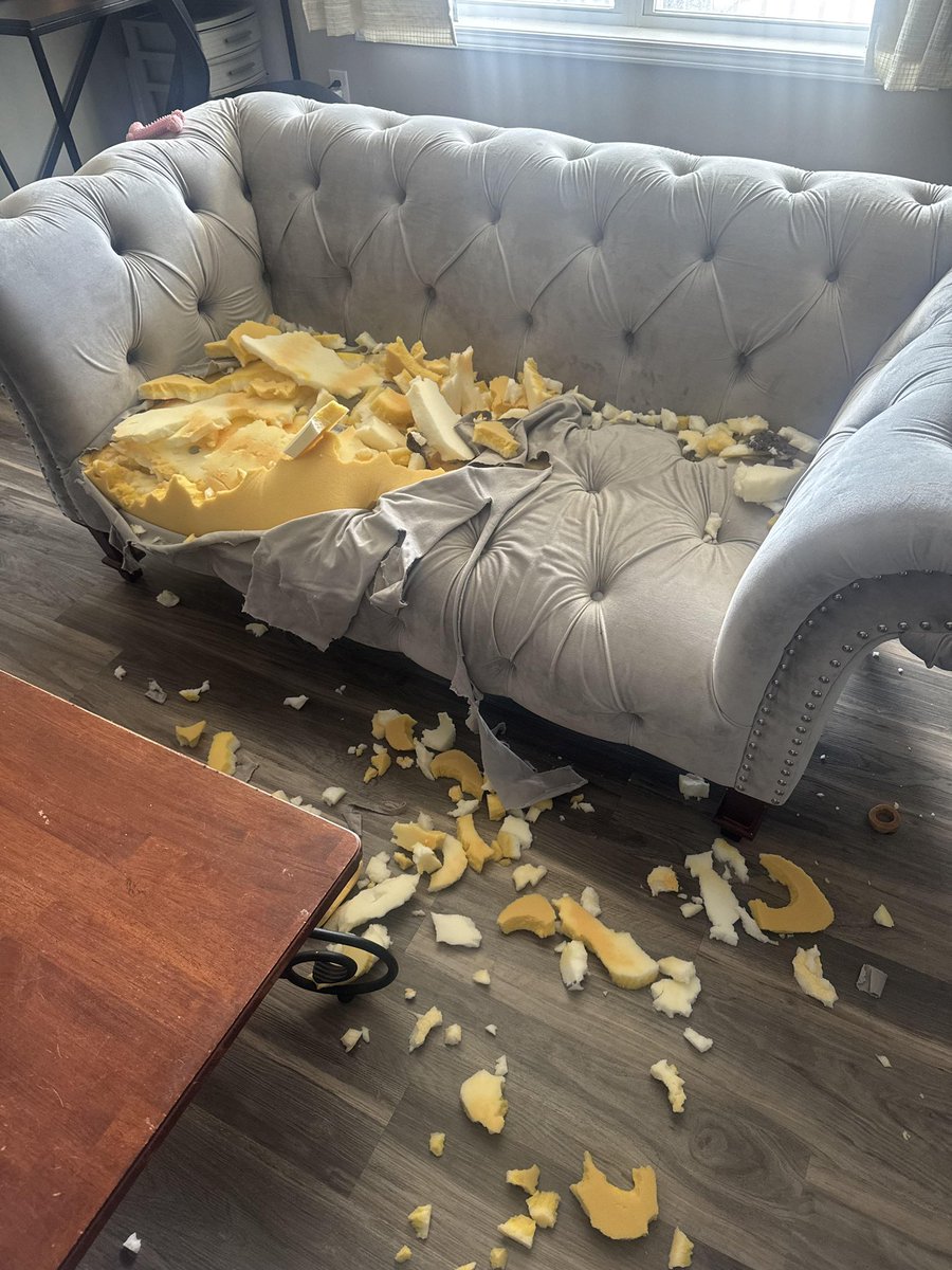 every time i meet a skinny hairless white dainty slender and lithe trans woman i bring my envy under control by gnawing on my couch for 5 minutes