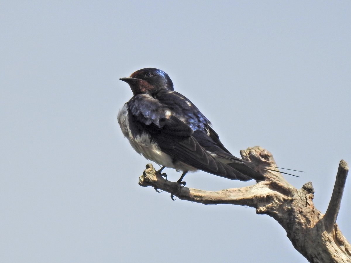 Peter Coslett. tweet media