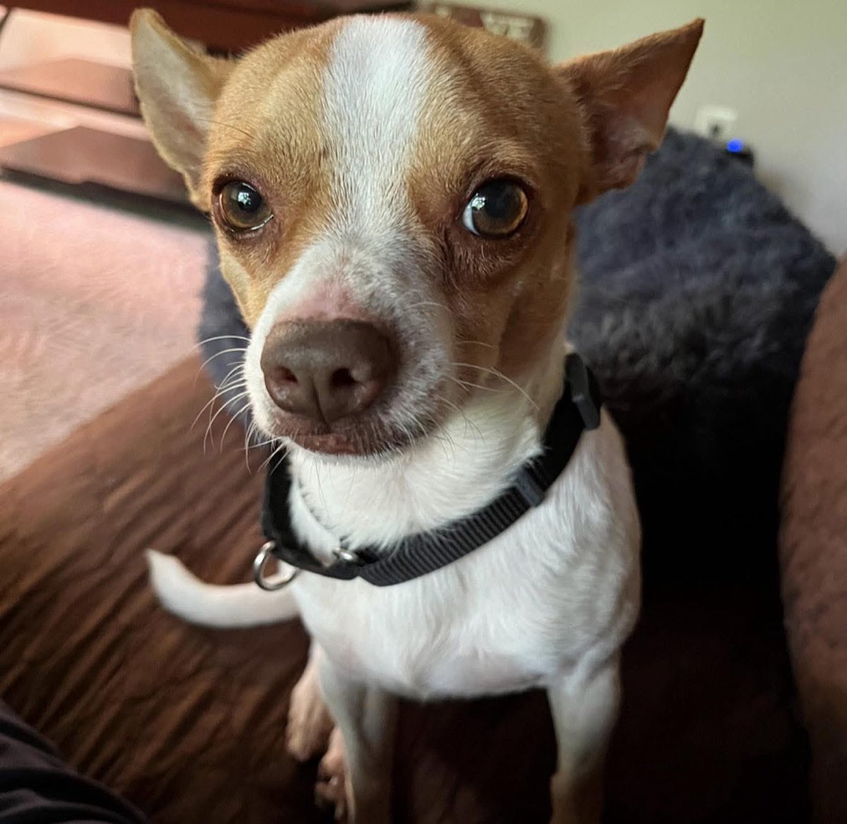 OPH_Rescue's tweet image. Hi, I’m Freddy! My motto is “Ready Freddy” because I’m:
- Crate/Potty trained (Ready!)
- Leash trained (Ready!)
- Go for a walk or hike (Ready!)
- Snuggle on the couch (Always!)
- Kid Friendly (heck, yeah! They give the best attention)

Learn more @ ophrescue.org/dogs/14360
