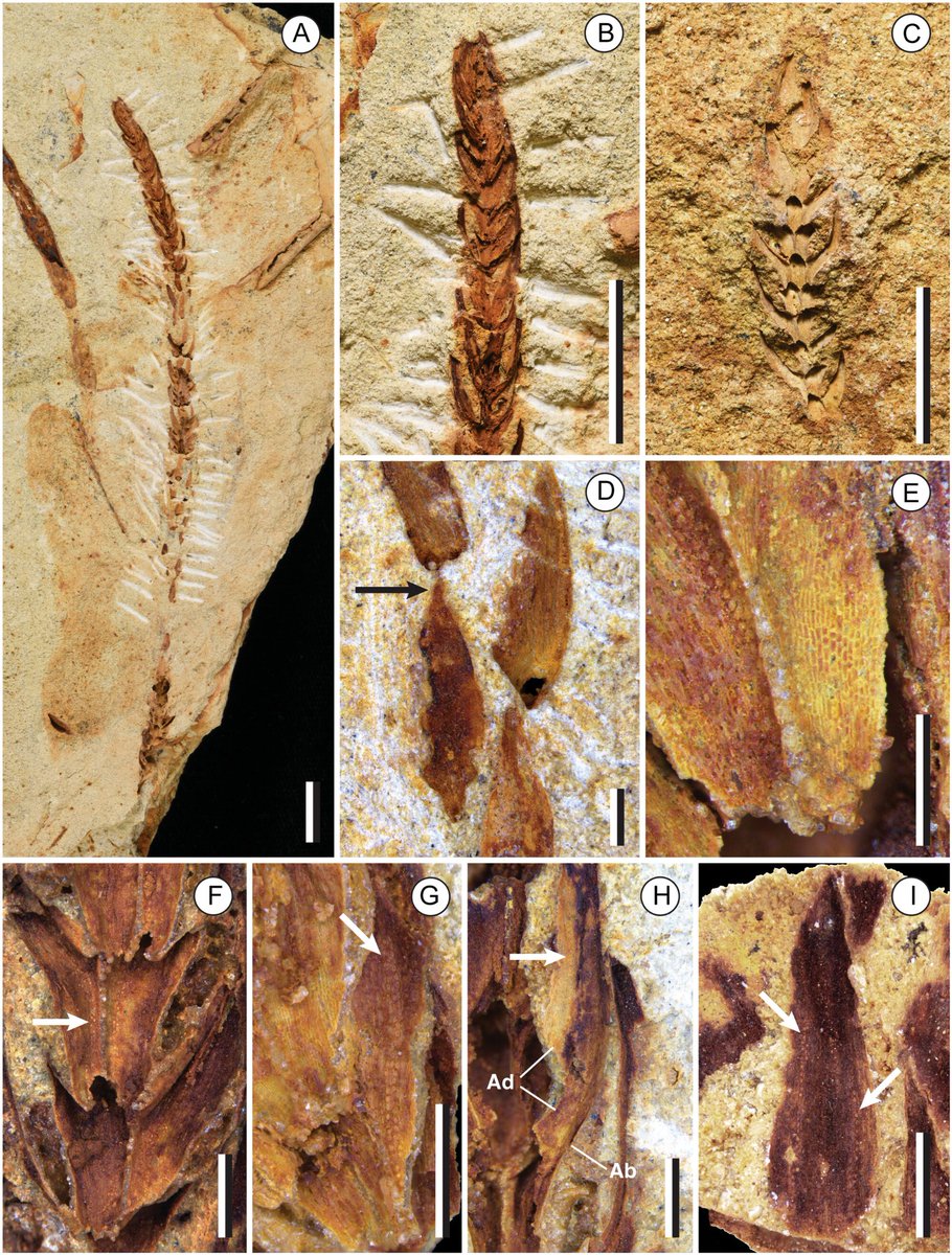 #Dacrycarpoides, a new genus of extinct #Podocarpaceae (Coniferales) from the early #Miocene of New #Caledonia
doi.org/10.1002/ajb2.7…