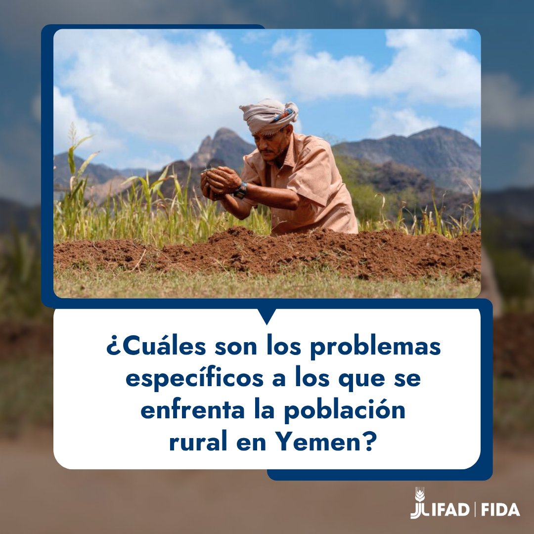 IFADespanol's tweet image. A pesar de sus desafíos, #Yemen es una tierra de riqueza agrícola 🇾🇪
Gracias a un proyecto financiado por el FIDA más de 50 000 pequeños agricultores están fortaleciendo su resiliencia frente al conflicto la inseguridad alimentaria y el cambio climático
ifad.org/es/w/opiniones…