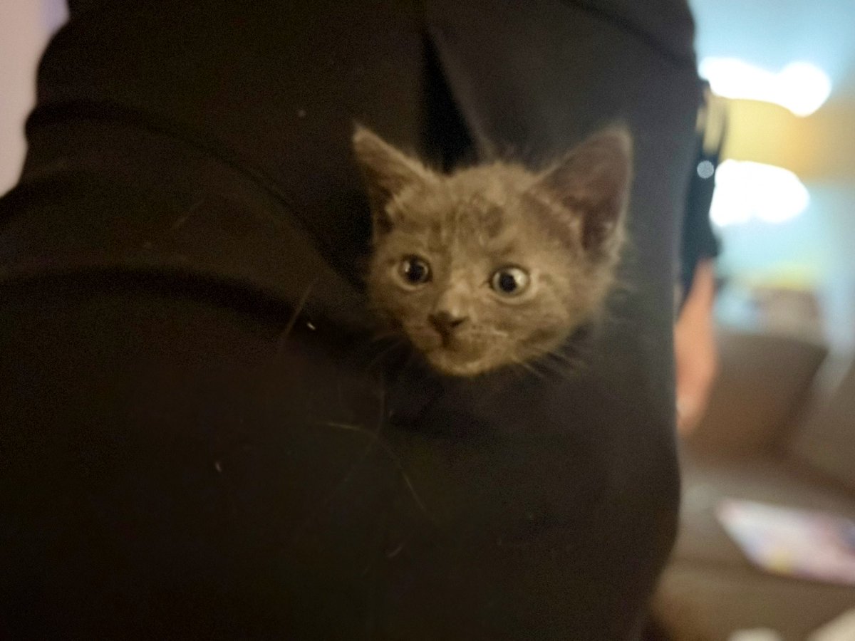 I got verified to make money off of spending so much time on this hellsite so if you could like &amp; retweet this picture of my kitten in my pocket that would be helpful, thanks.