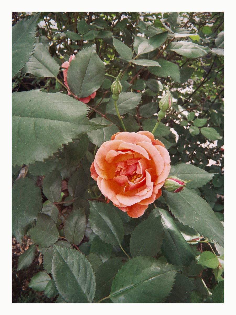 actually it’s good tweet media