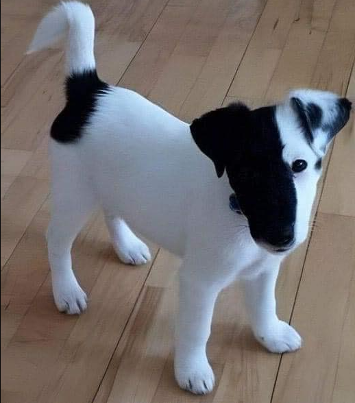 I need the coolest name! All ideas are welcome!😇🐕