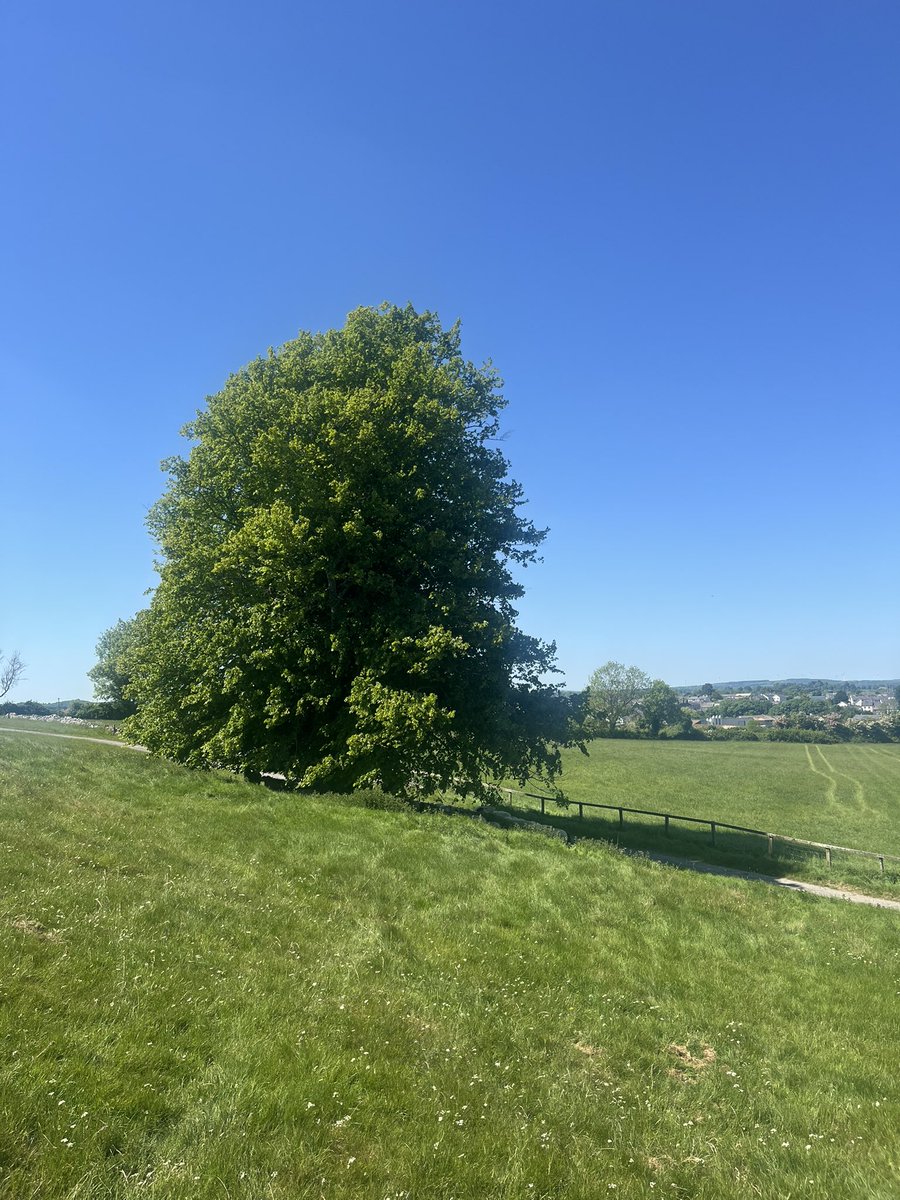 The beautiful old trees 🌳 offering shade while Ireland shows off in the sun ☀️ ❤️ #fethard #tipperary #glorious