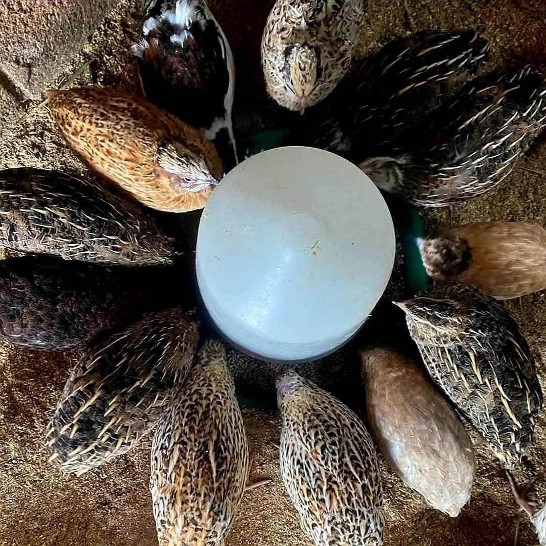 Quail Farming for Eggs:

Guide and tips for raising quails and obtaining eggs

1. Advantages of raising quails:

~They take up less space and consume less feed than chickens.
~They are highly productive, laying up to 300 eggs per year.
~Eggs are a prized delicacy in several