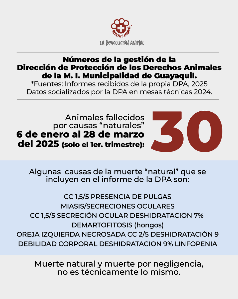 RescateAnimalEC's tweet photo. Datos claros sobre la gestión de la Dirección de Protección de los Derechos Animales (DPA), 2025.

Desde nuestros inicios, nos caracterizamos por defender a los animales, en cualquier escenario, independientemente del gobernante de turno.
Hoy le pedimos al Alcalde @aquilesalvarez , que reflexione sobre la poca importancia que su administración le ha dado a la gestión de la fauna urbana de la ciudad.

Destruyó un proyecto que se perfilaba para ser un modelo de gestión, en Ecuador. 
Echaron valiosos profesionales y pusieron a negligentes e improvisados que han incrementado las eutanasias en un 250% en solo 3 meses.

Exigimos:
✅ Que la persona a cargo de la Dirección de la DPA tenga el conocimiento y la capacidad para sacar adelante el proyecto. Basta de poner a personas no capacitadas, a los que luego las tiene que degradar de cargo. Basta de poner a las amigas y amigos que no tienen ninguna idea de cómo se gestiona esta problemática, ni hoja de vida, ni experiencia, para acomodarles un puesto.

✅ Que el proyecto de la DPA, requiere que se mantengan los presupuestos, no que cada vez se lo recorten más, al punto de que cese la calidad de atención y la cantidad. Los animales tienen Derecho a la Salud, en Ecuador.

✅ Que entienda, que preocuparse por la salud animal, también es preocuparse por la salud humana. Estamos viendo como un brote de leptospira en la Amazonía, se ha llevado la vida de niños y niñas. La leptospirosis, la rabia y otras enfermedades zoonóticas pueden aparecer, por una deficiente gestión con la fauna urbana.

✅ Que comprenda, que el maltrato animal también debe ser combatido para recuperar el tejido social, pues en una sociedad como la nuestra, la violencia es transversal. No solo necesitamos arte, cultura y deporte; también necesitamos una cultura de paz para todos los habitantes de Guayaquil, incluyendo sus animales.

Los números son claros, esperamos una @alcaldiagye  que rectifique y no una que justifique, maquille o disfrace la verdad.

Vamos a seguir vigilantes y defendiendo a los animales sobre los cuales ustedes son responsables. Hemos solicitado las historias clínicas de cada animal eutanasiado y de cada animal que murió de manera “natural”, para entender qué se hizo o no se hizo, y si se garantizó o no su derecho a la salud. 

Aquí los informes de la DBA https://t.co/T2DY1gWpPj 

#ConLosAnimalesNO