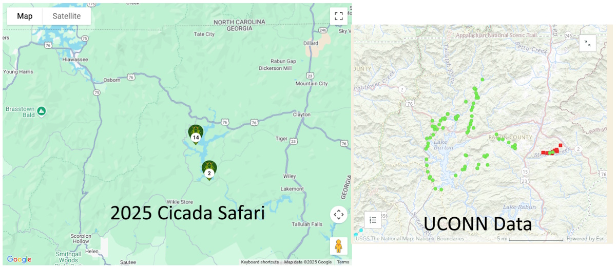 Brood XIV has also emerged in the Lake Burton area of Georgia! Here's the sightings from the Cicada Safari app and historical data from UCONN. Here is the Cicada Safari map cicadamap.msj.edu