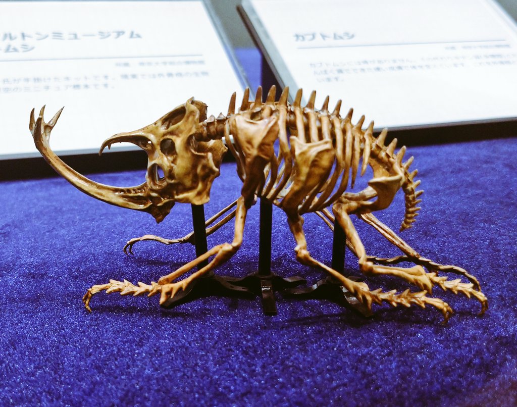 ホネホネワンダーランド展示紹介 】 内骨格の国産カブトムシ標本